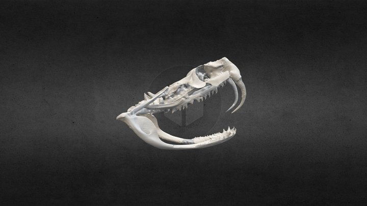 Schedel gabonpofadder / gaboon viper skull 3D Model