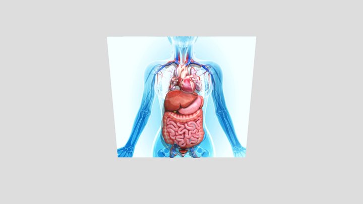 Digestive-system 3D models - Sketchfab