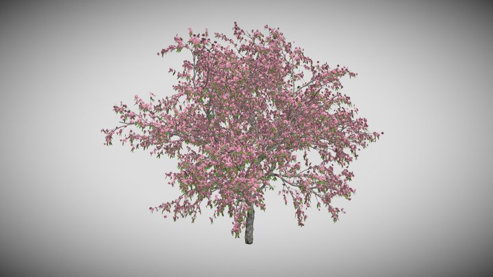 Peach Flowers Tree 3D Model