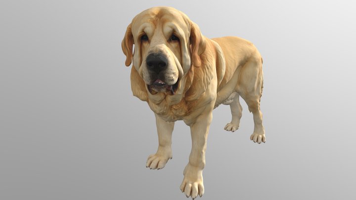 Spanish Mastiff 3D Model