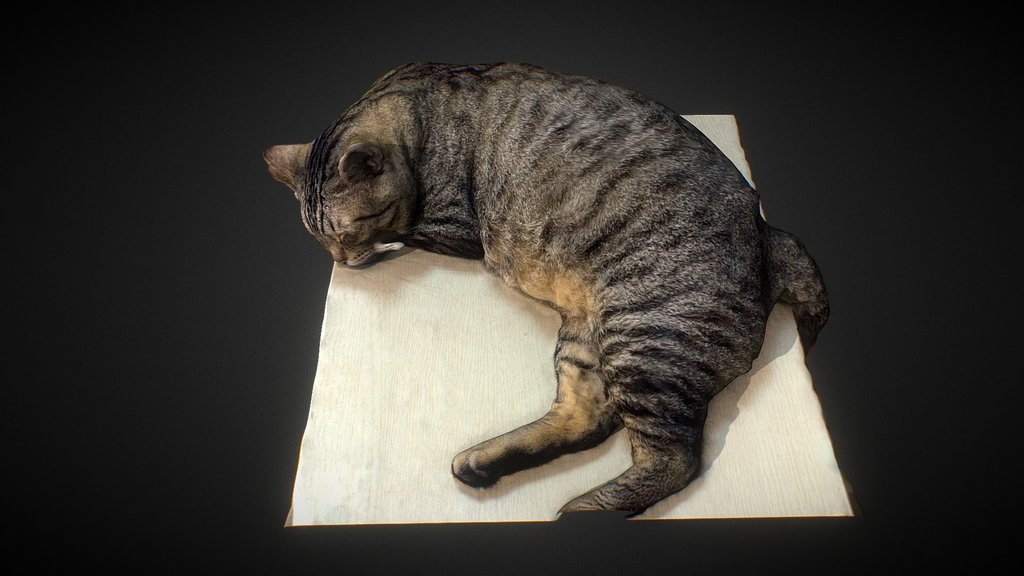 Sleeping Cat On The Table - 3D Scan
