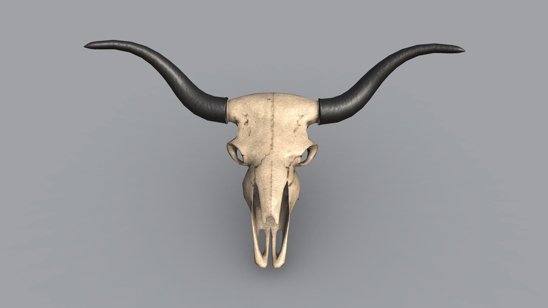 Low poly steer skull