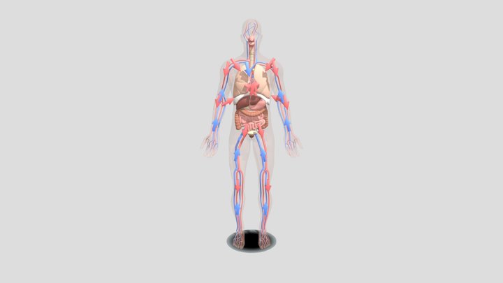 Circulatory 01 3D Model