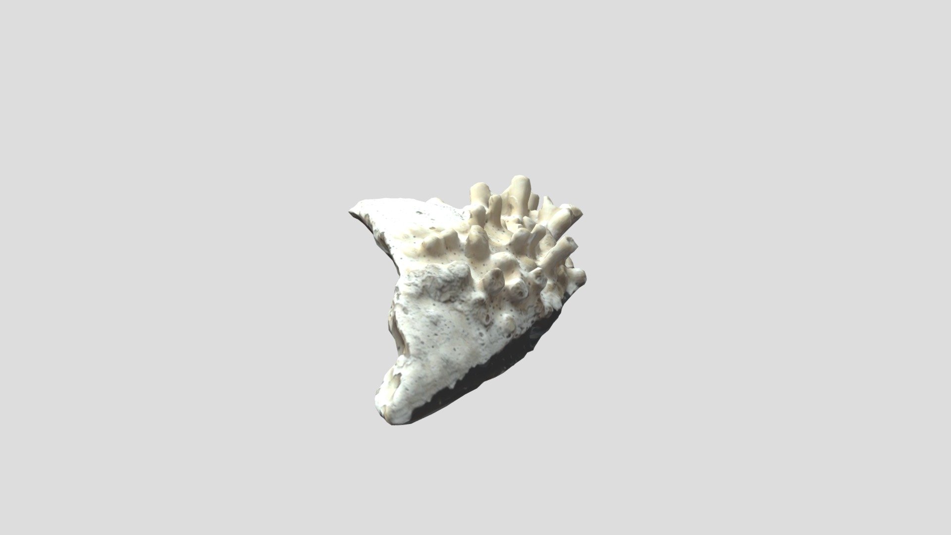 Coral epibionts on shell - Download Free 3D model by Baylor ...