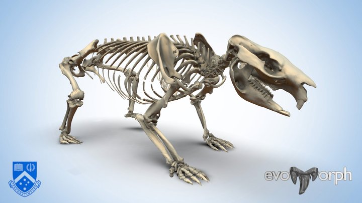 Wombat Skeleton 3D Model