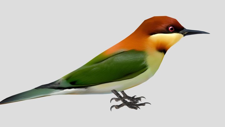 KIRIK KIRIK SENJA (CHESTNUT-HEADED BEE-EATER) 3D Model