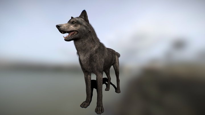 Realistic Gray Wolf [ COD ] 3D Model