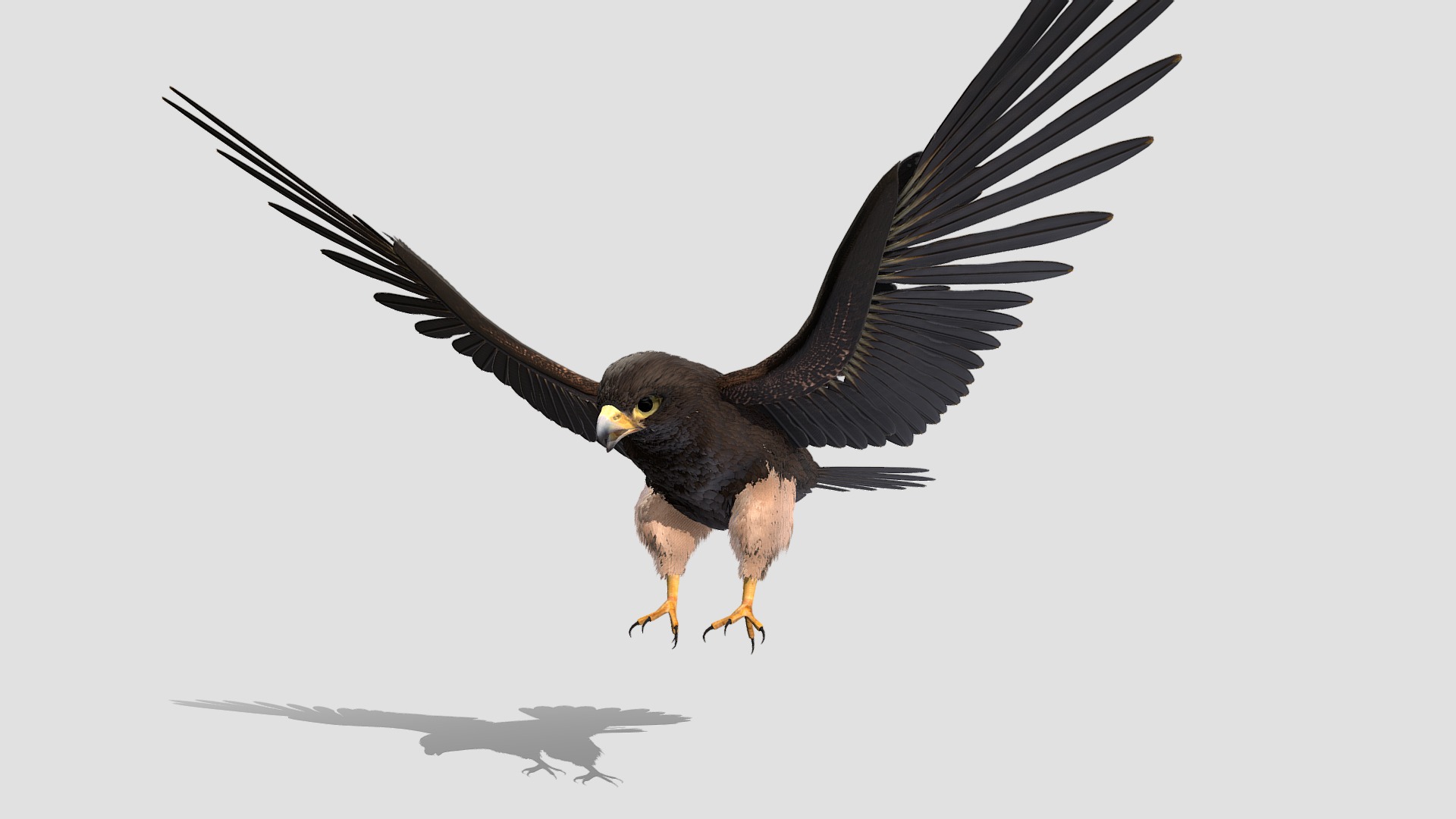 3D model Falcon - This is a 3D model of the Falcon. The 3D model is about a bird with its wings spread.