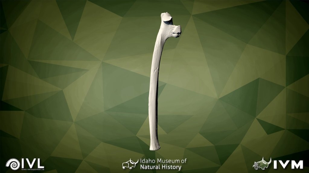 IMNH-48001-1843-Left Rib-02