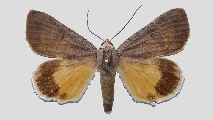 YPMENT.765441 Underwing moth, Catocala messalina – Kostenloses 3D-Modell STL