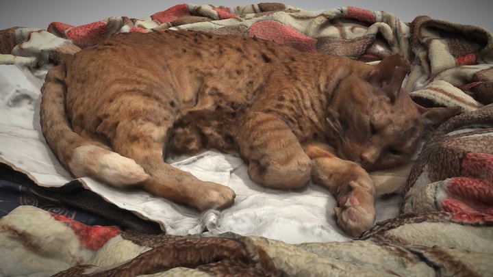 Sleepy orange cat scan