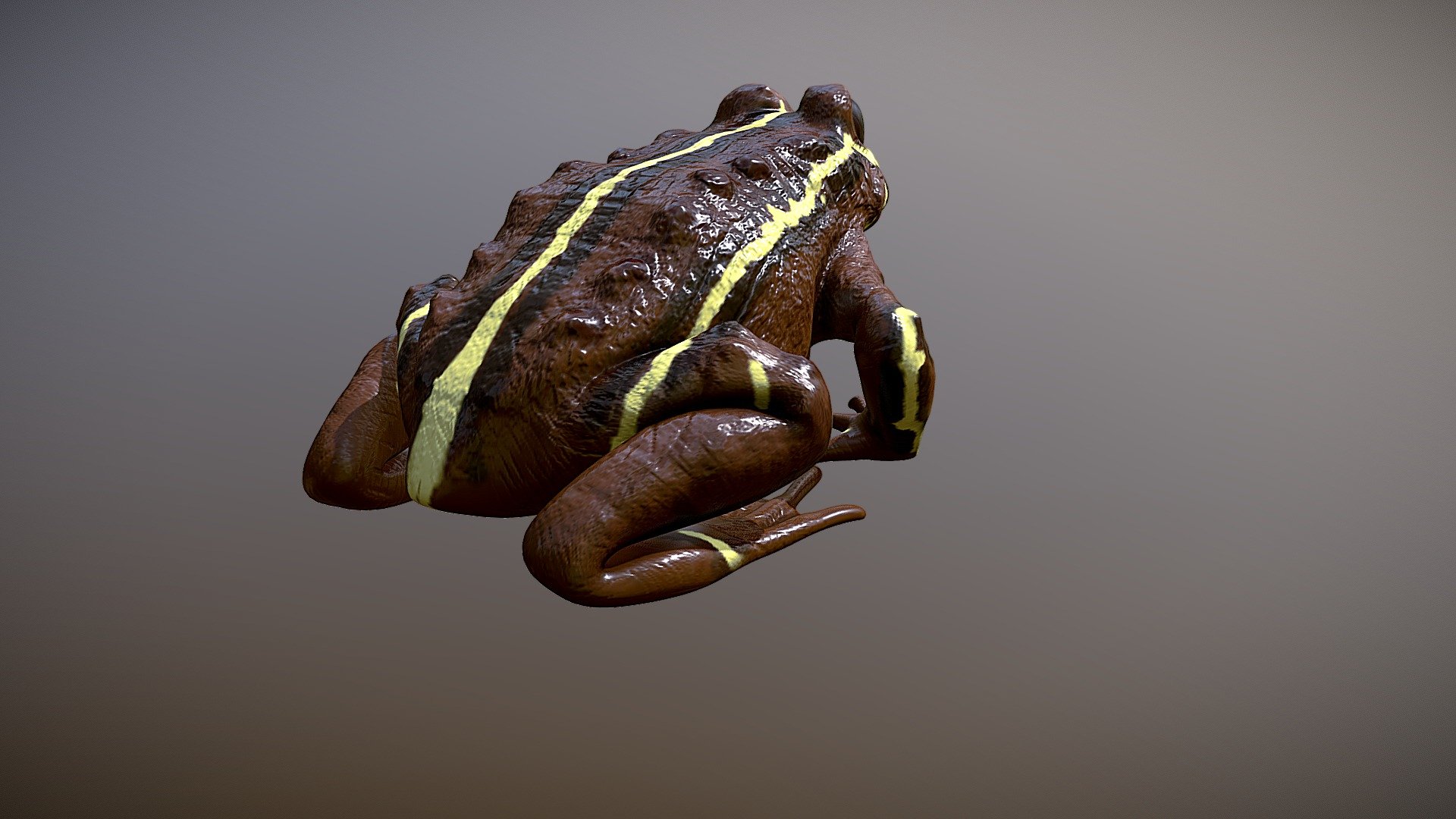 ANFIBIO — Sketchfab embed 3D viewer