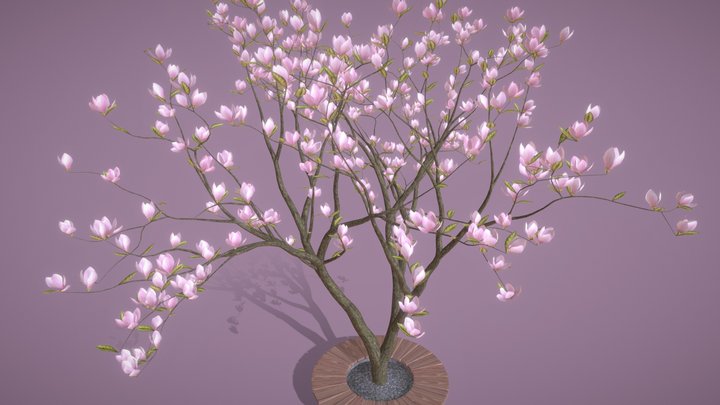 Pink magnolia tree (3D) 3D Model