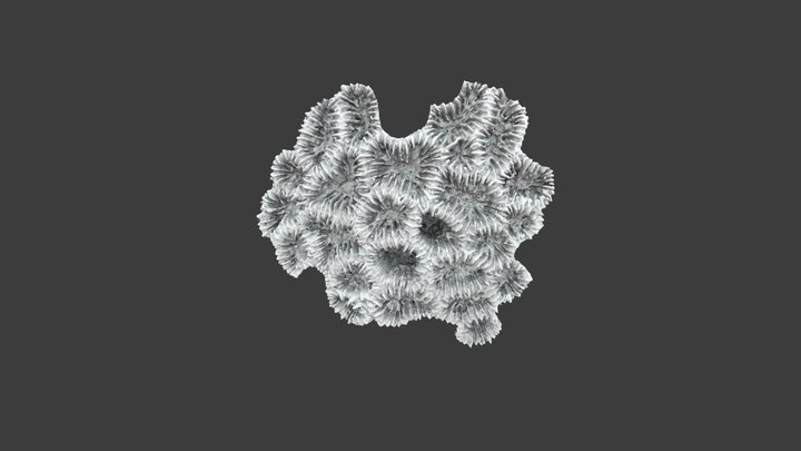 Favia fragum – Modello 3D gratuito STL