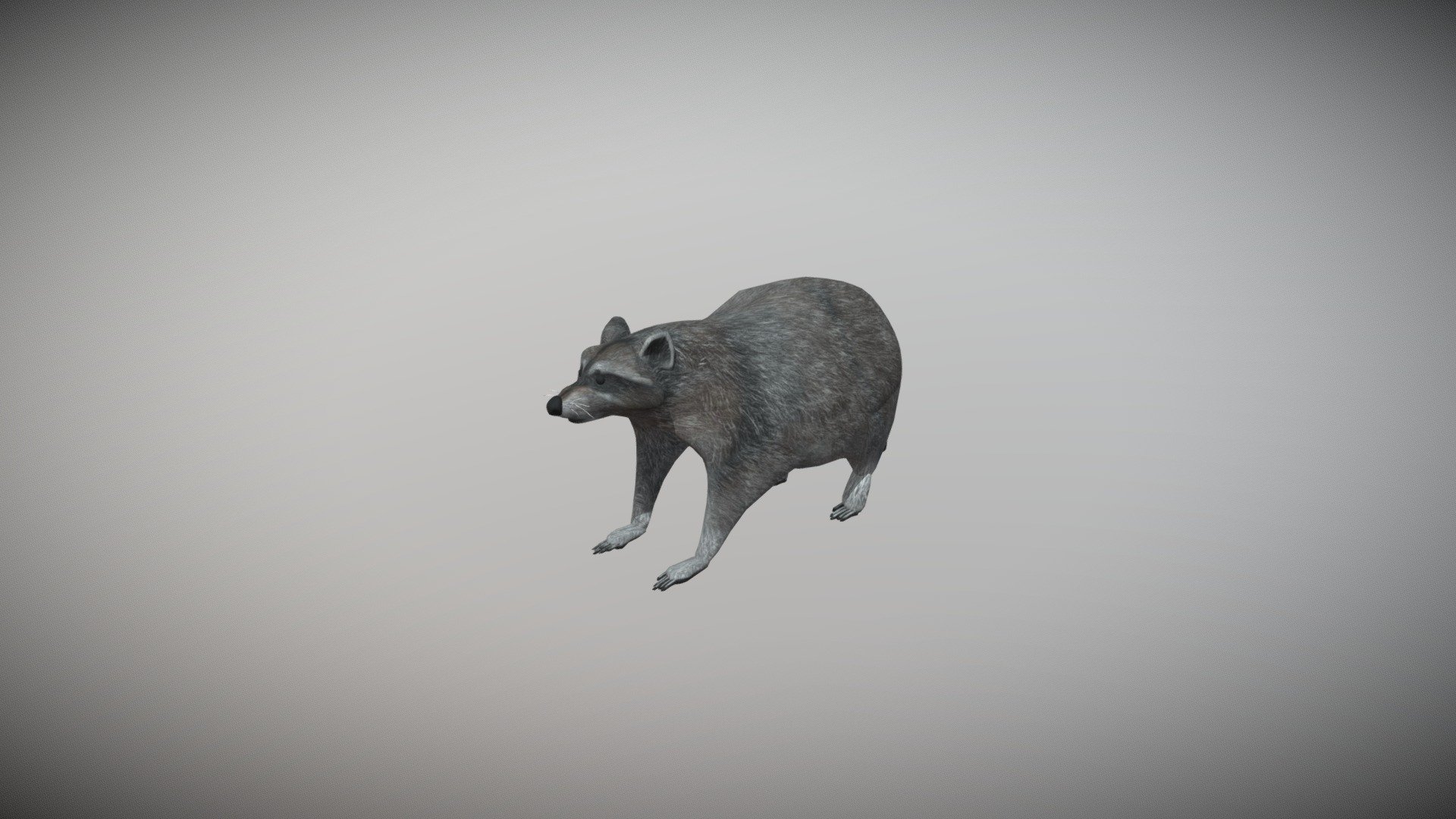 Raccoon