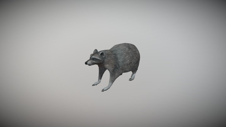 Raccoon 3D Model