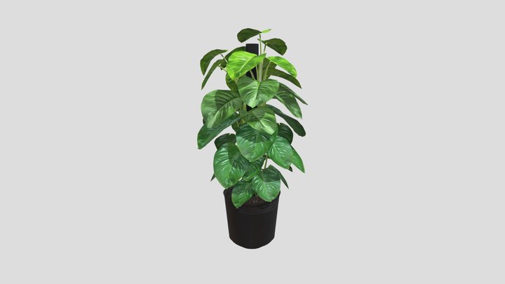 Money plant (cây Trầu bà cột) 3D Model