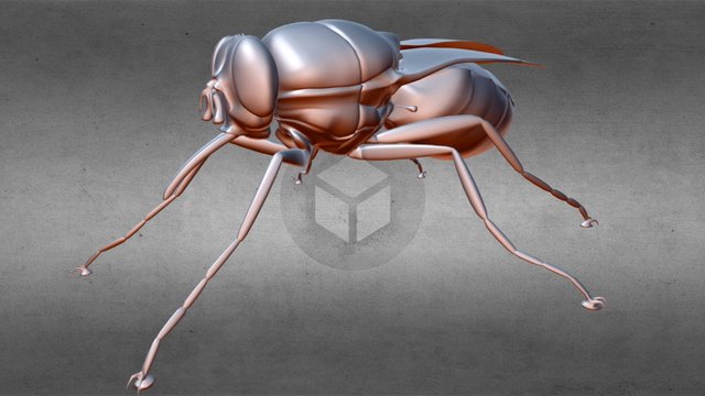 Tsetse Fly 3-8-2016 3D Model