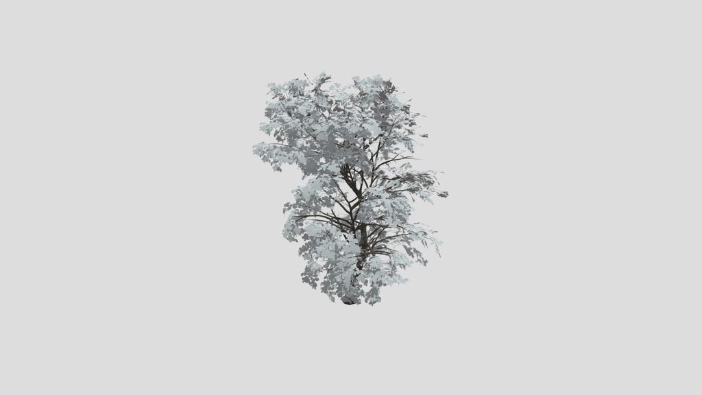 Broadleaf Dense Tree Adult
