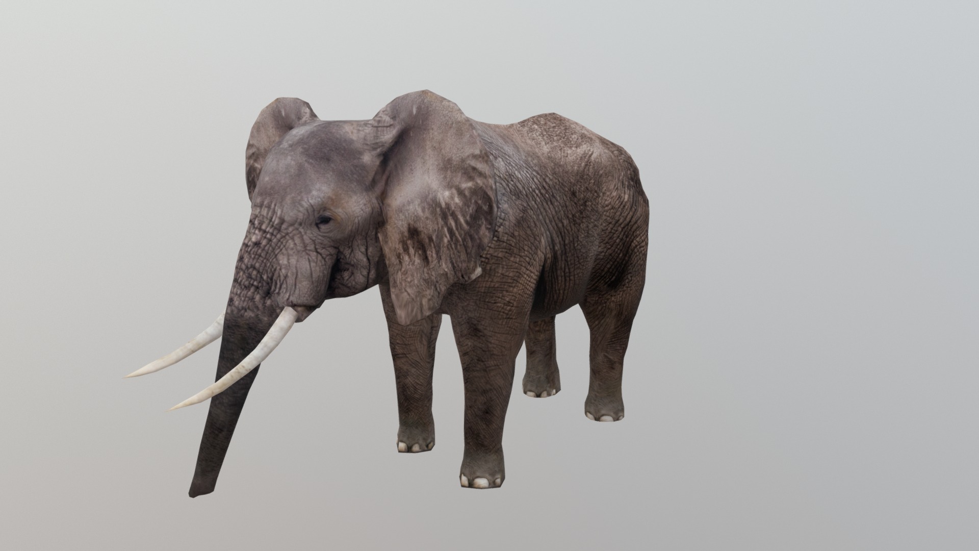 3D model Elephant - This is a 3D model of the Elephant. The 3D model is about an elephant with tusks.