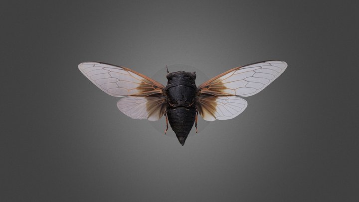 0607-2-s 3D Model