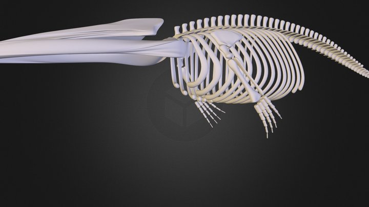Whale  3D Model
