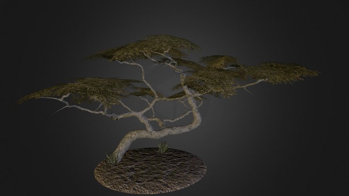 Acacia Serengeti 3D Model