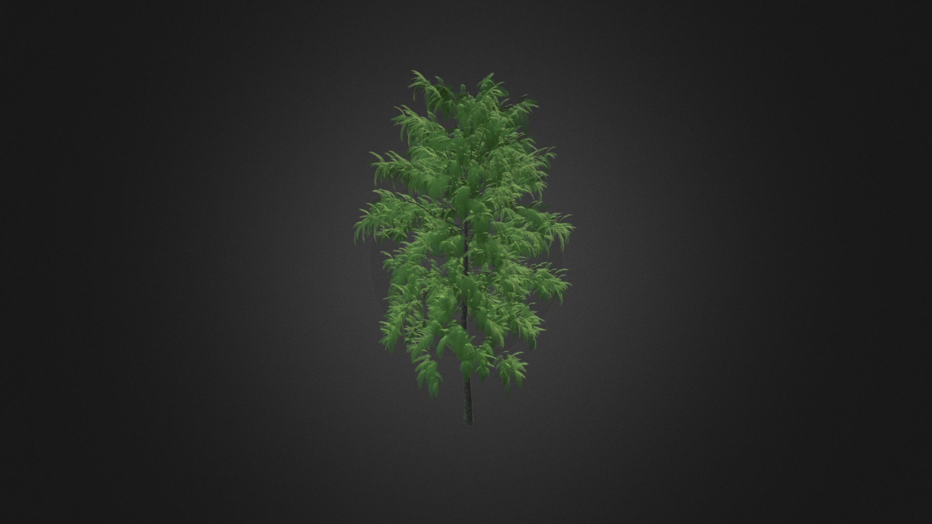 3D model White Willow (Salix alba) 6.6m - This is a 3D model of the White Willow (Salix alba) 6.6m. The 3D model is about a green leaf on a black background.