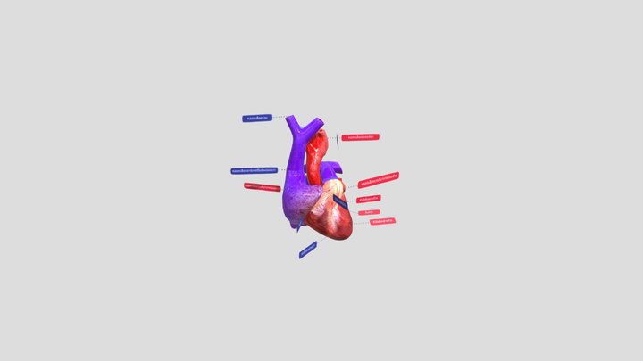 heart model 3D Model