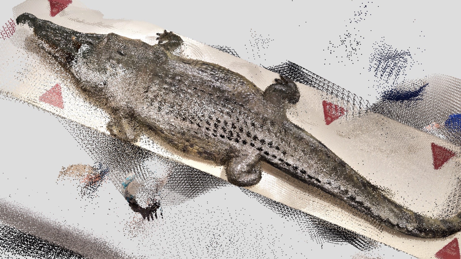 Point Cloud / Aussie Croc