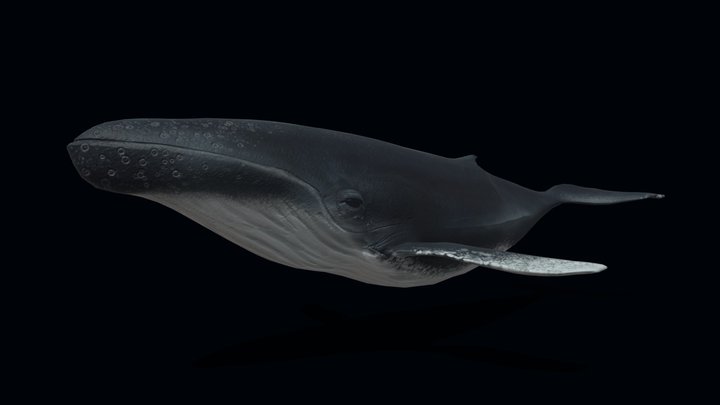 Game-ready Humpback Whale 3D Model