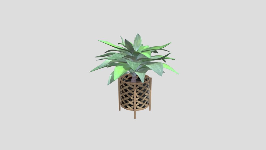 Agave Plant In Wicker Basket