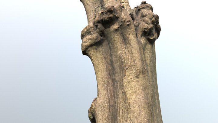 Tree trunk #"5 - Photoscanned 3D Model