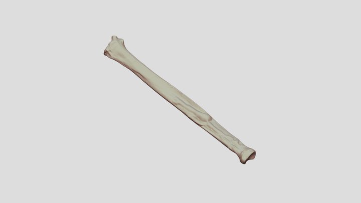 106RedFox_Radius_Right_FINALSCAN 3D Model