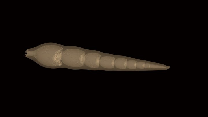 Dentalina 3D Model