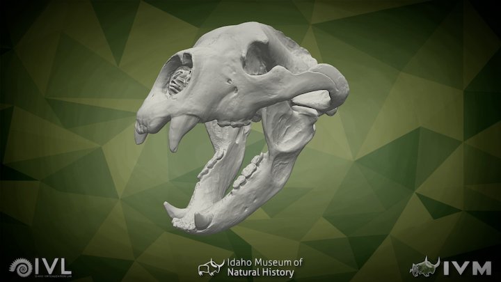 Short Faced Bear (Arctodus simus)