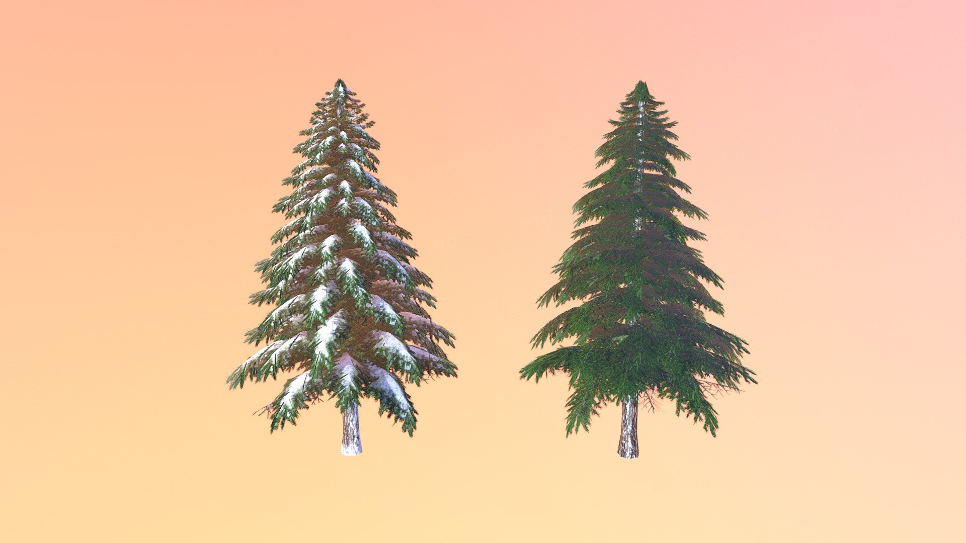 The fir - winter and summer