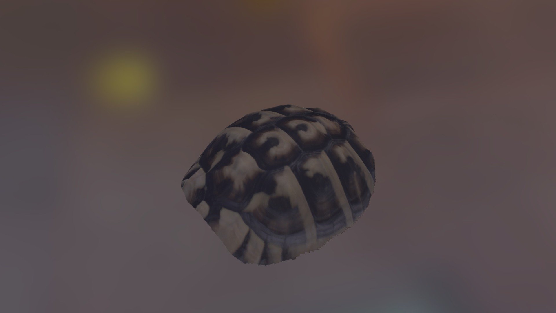Tortoise Shell - 3D model by Fuel3D [da137bb] - Sketchfab