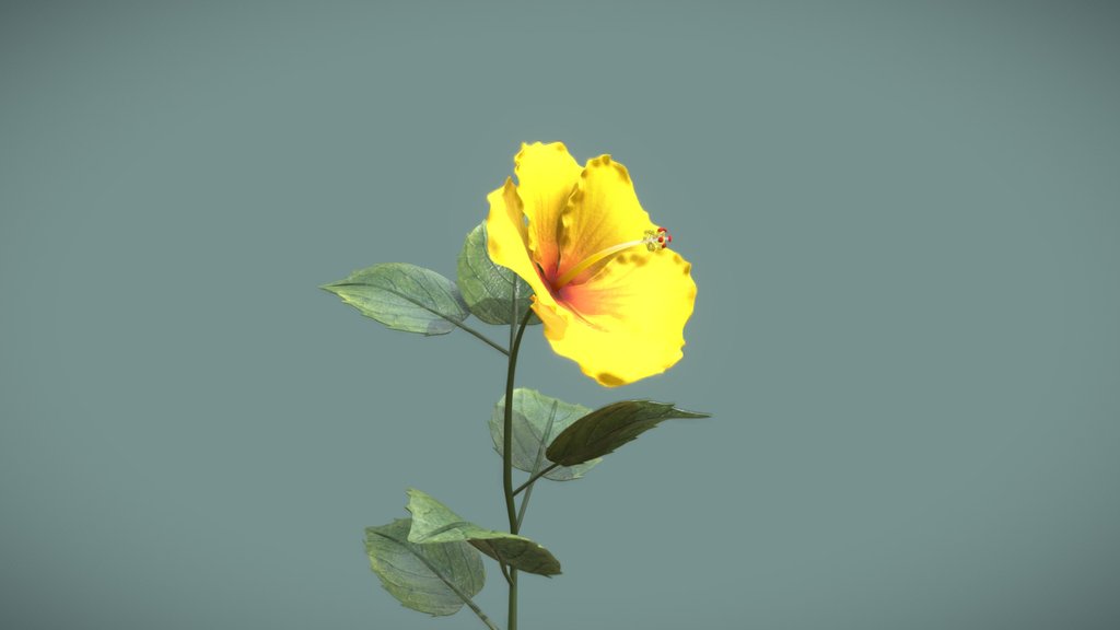 Blooming hibiscus time-lapse animation