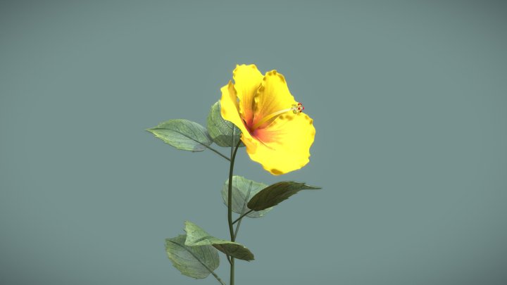 Blooming hibiscus time-lapse animation 3D Model