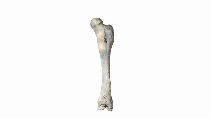 Animals- Elephant Femur bone 3D Scan