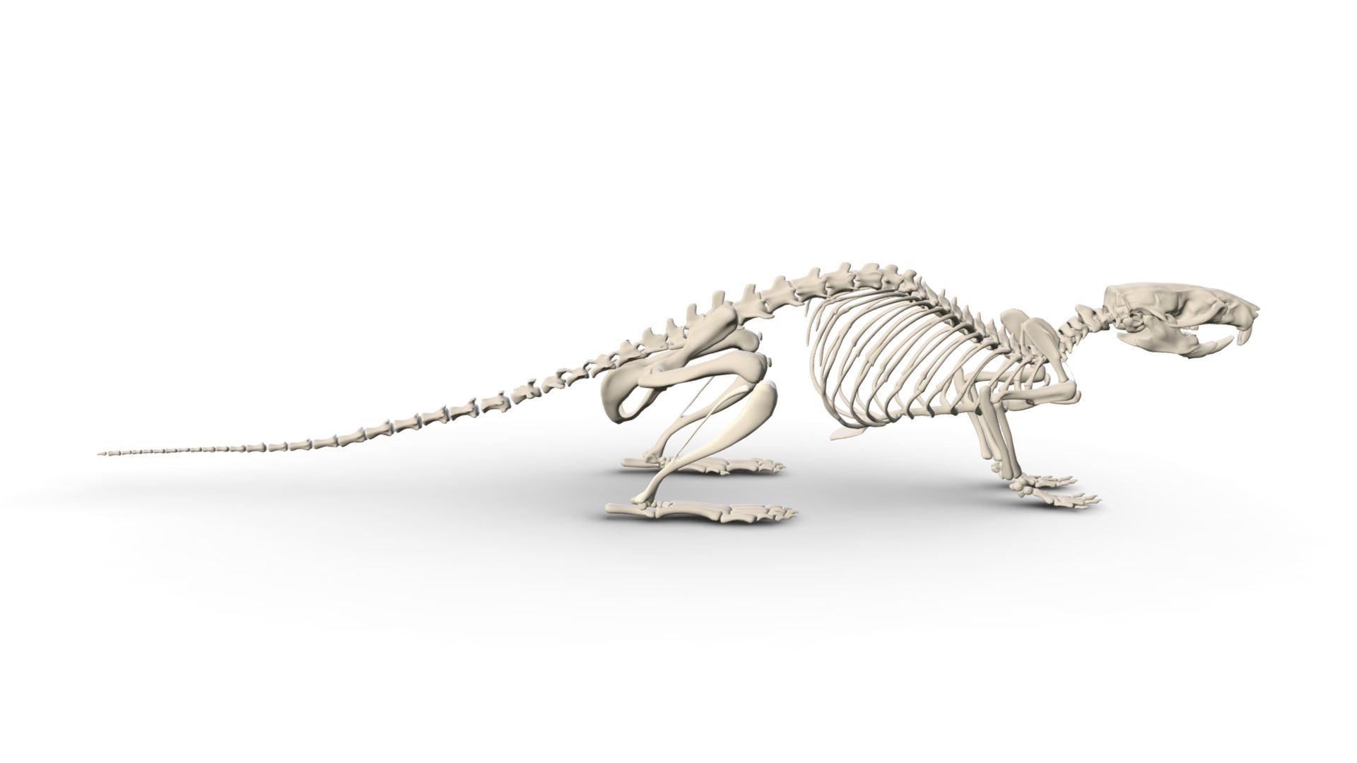 3D model Rat Skeleton - This is a 3D model of the Rat Skeleton. The 3D model is about a skeleton of a dinosaur.