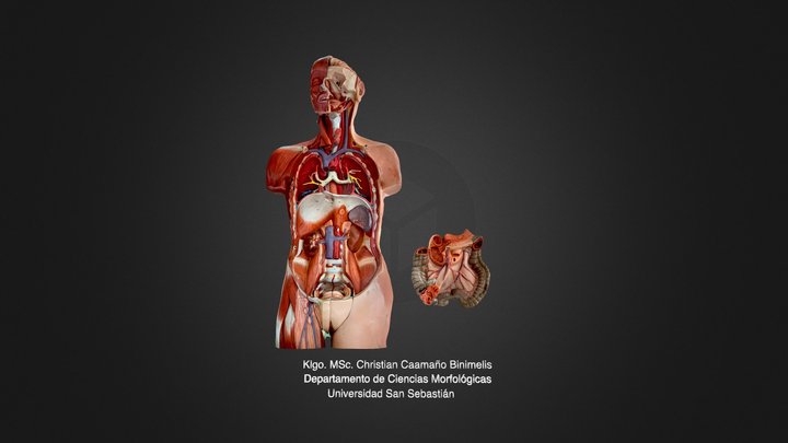 Órganos abdominales y retroperitoneales Part1 3D Model