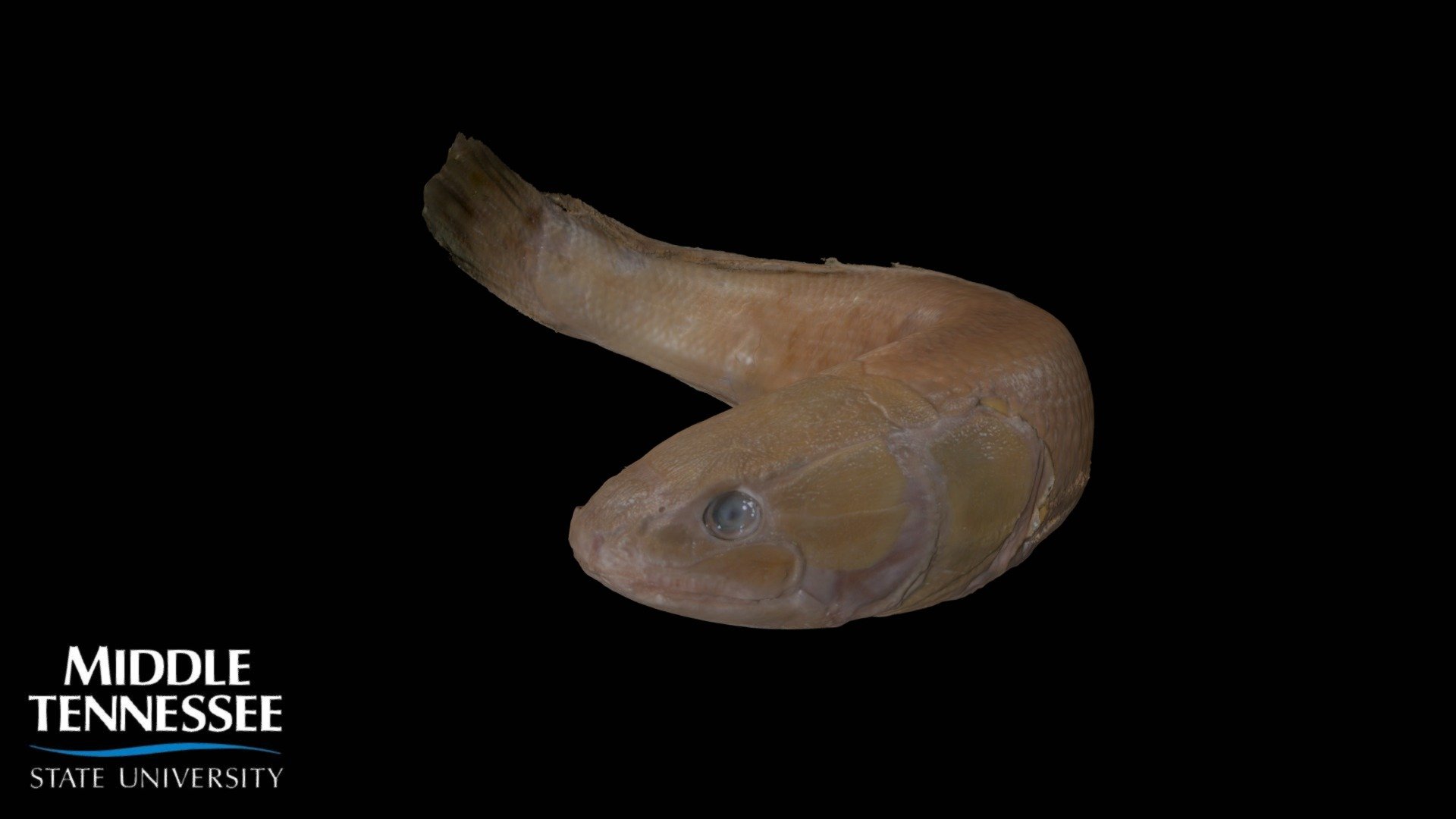Bowfin - Amia calva