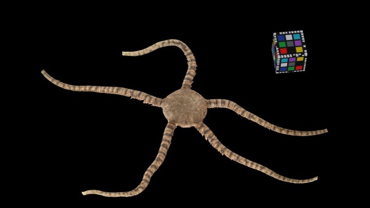 CC0 ニホンクモヒトデ Brittle Star, O. japonicus