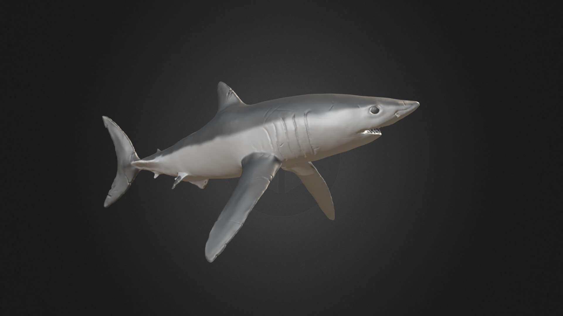 Short-Fin Mako Shark Sculpt