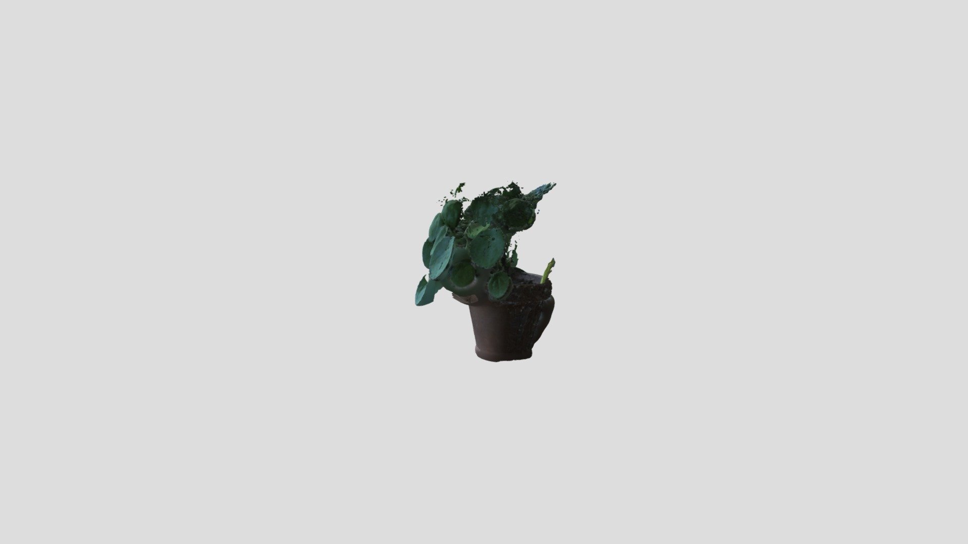 Pancake plant