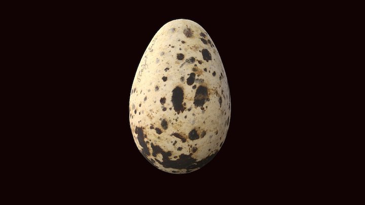 Razorbill Egg 3D Model