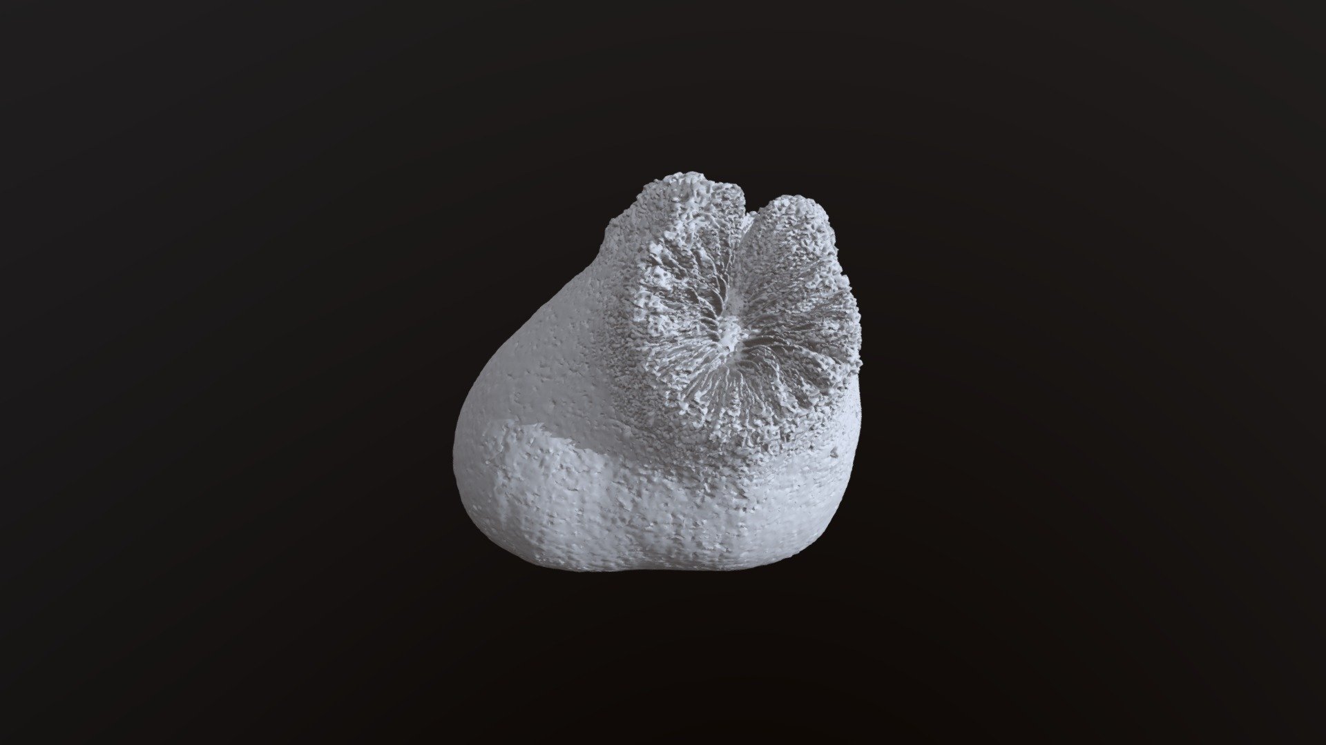 Heteropsammia cochlea