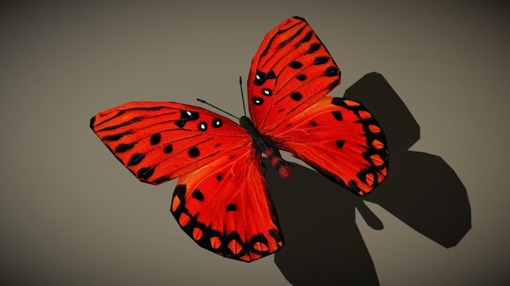 3DRT - birds and critters - butterfly-03 3D Model